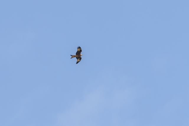 Red Kite