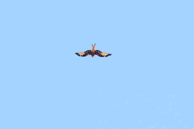 Red Kite
