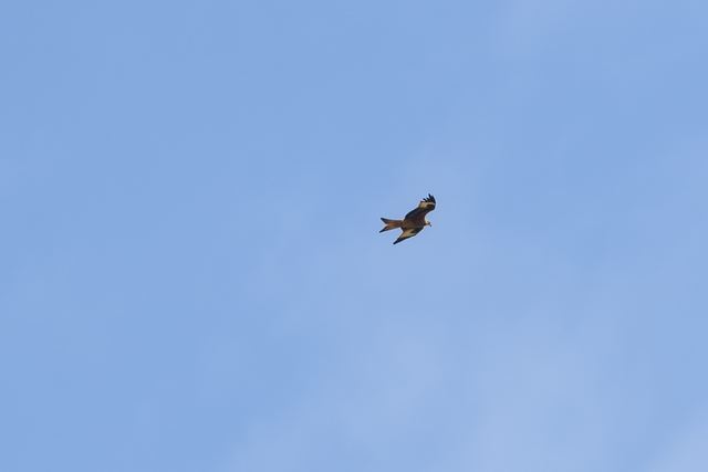 Red Kite