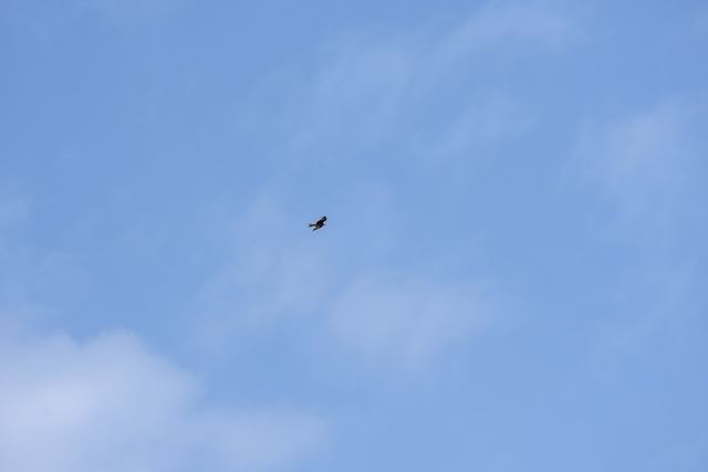 Red Kite