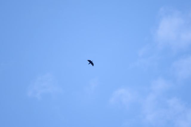 Common Raven