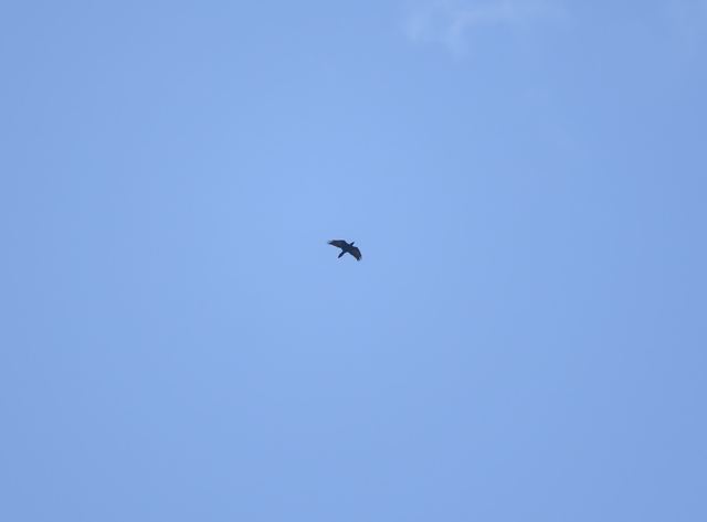 Common Raven