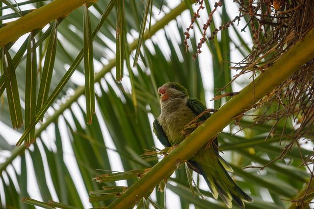 Monk Parakeet