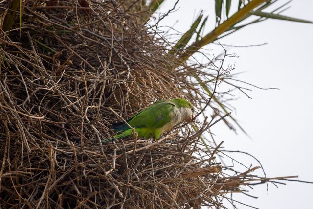 Monk Parakeet