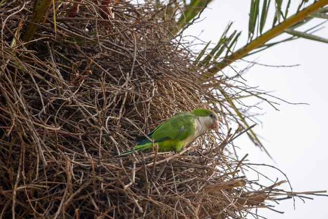 Monk Parakeet