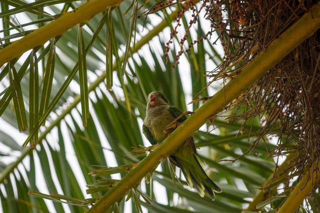 Monk Parakeet