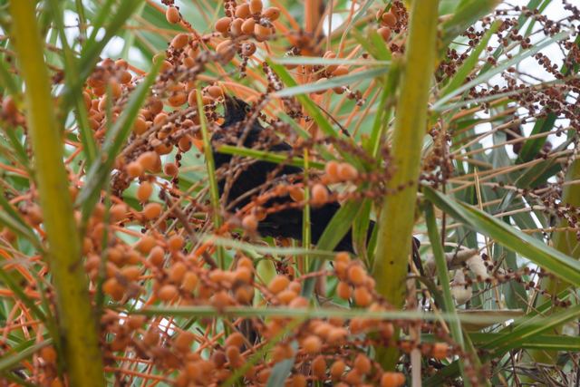Eurasian Blackbird