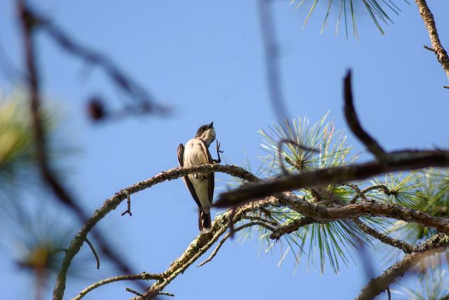 Eastern Kingbird