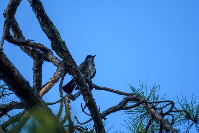 Eastern Kingbird