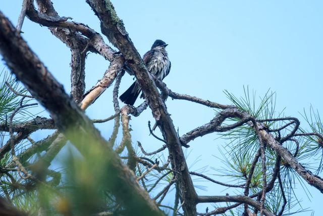 Eastern Kingbird