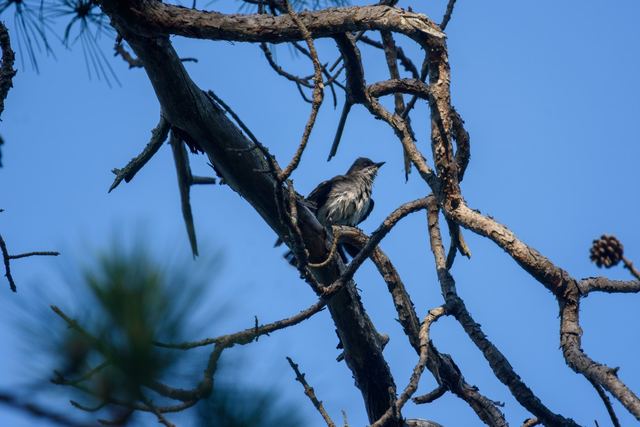 Eastern Kingbird