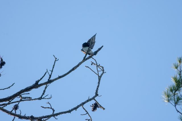 Eastern Kingbird