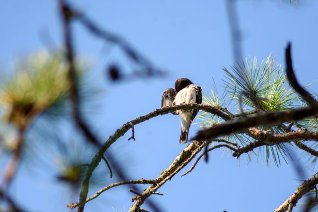 Eastern Kingbird