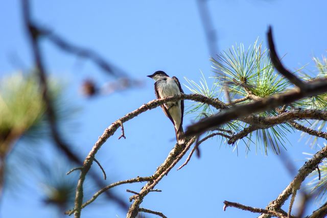 Eastern Kingbird