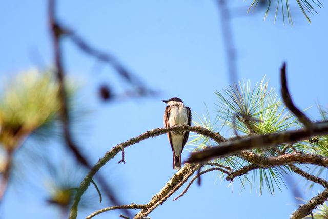 Eastern Kingbird