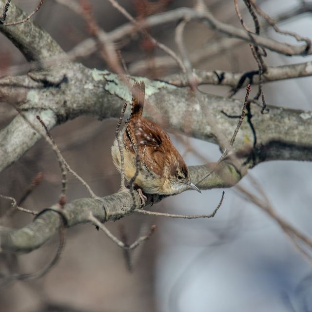 Carolina Wren