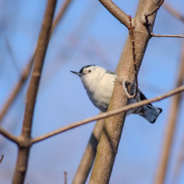 White-breasted Nuthatch