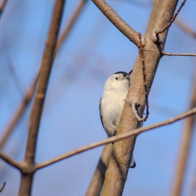 White-breasted Nuthatch
