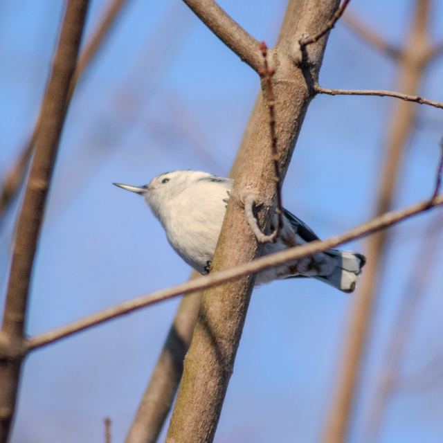 White-breasted Nuthatch