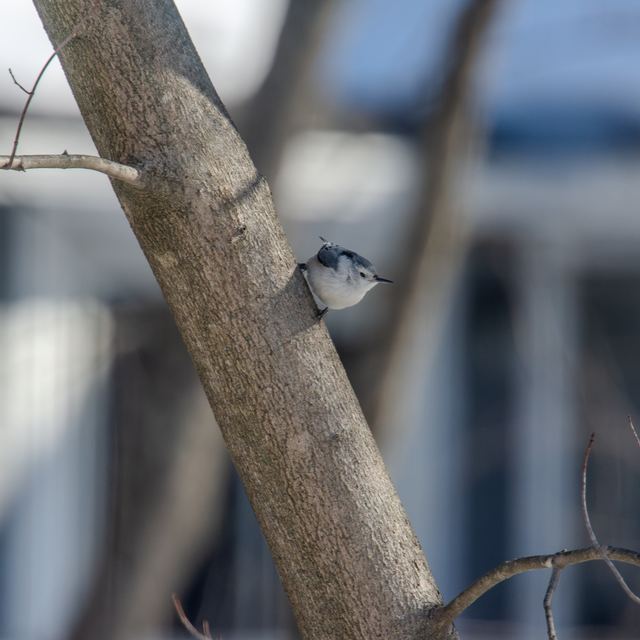 White-breasted Nuthatch