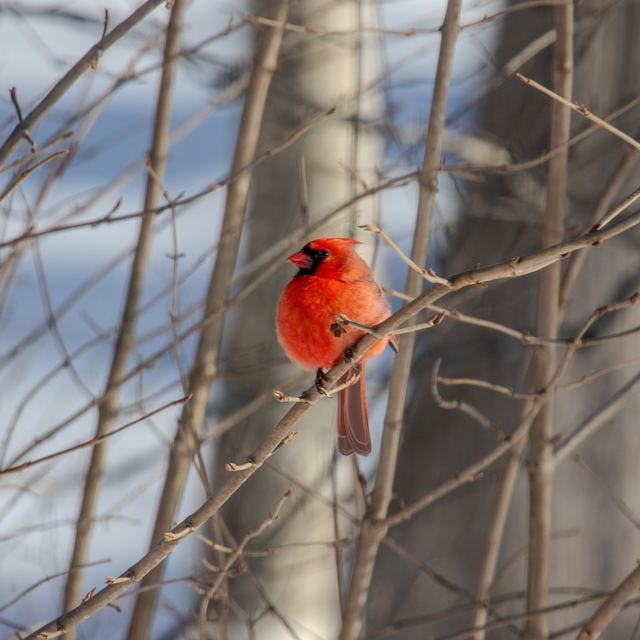 Northern Cardinal