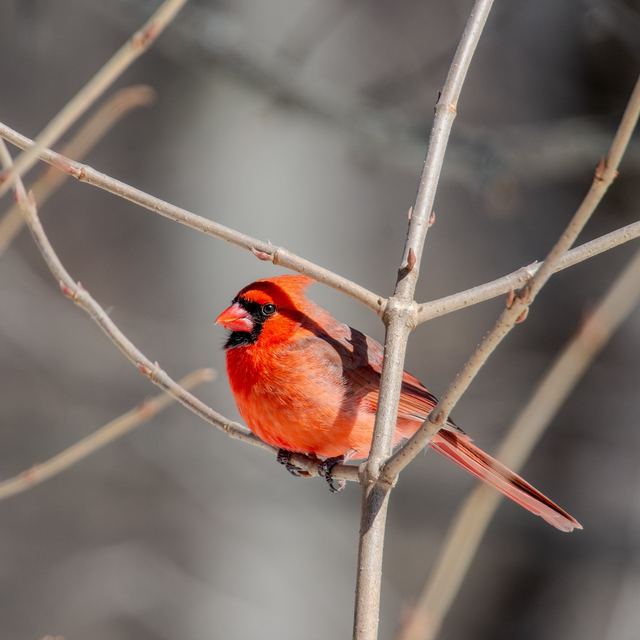 Northern Cardinal