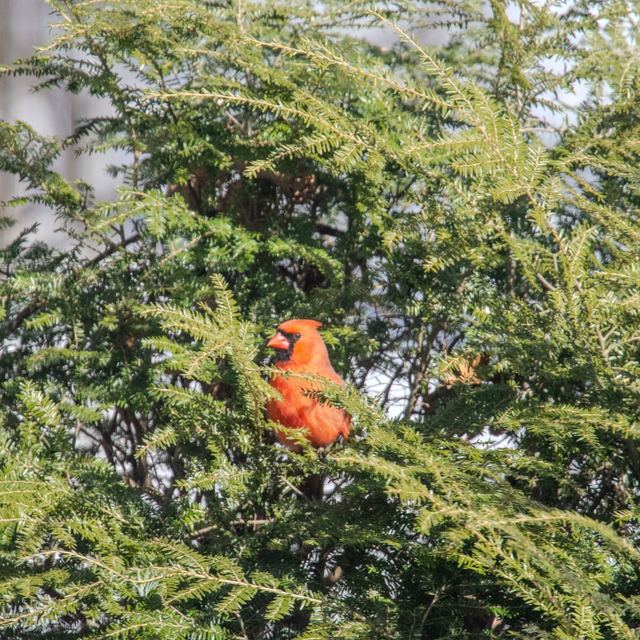 Northern Cardinal
