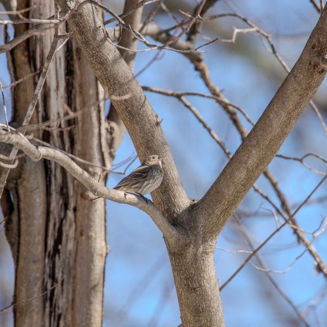 House Finch