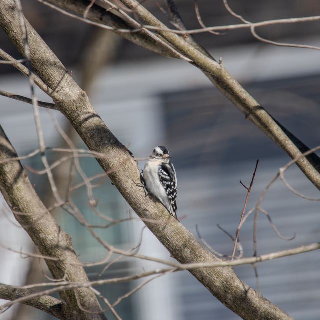 Downy Woodpecker