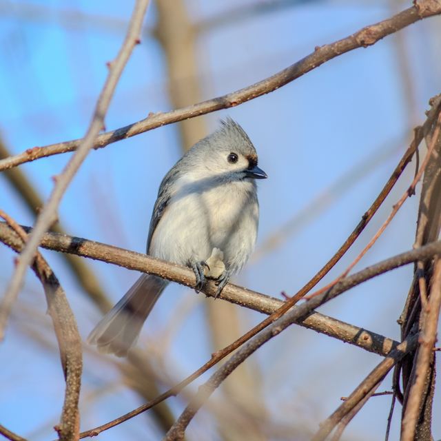 Tufted Titmouse
