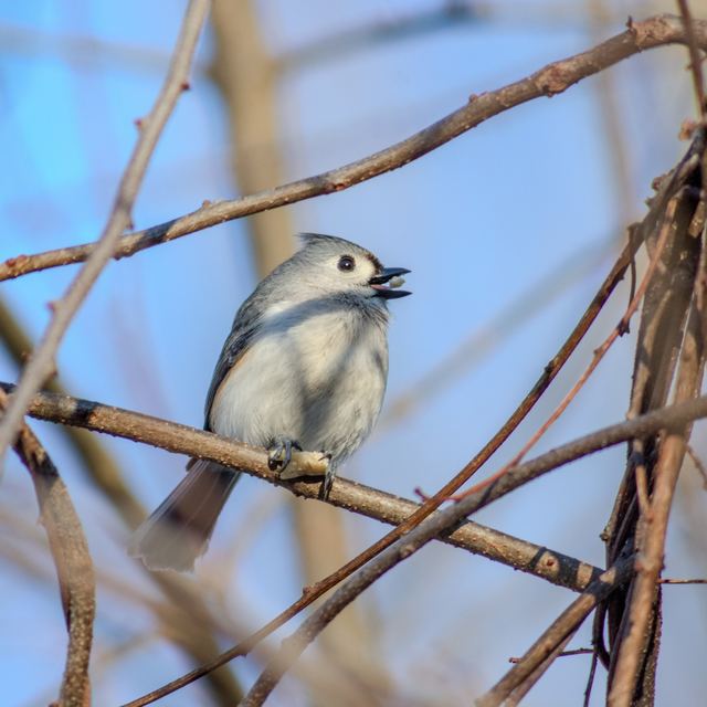 Tufted Titmouse
