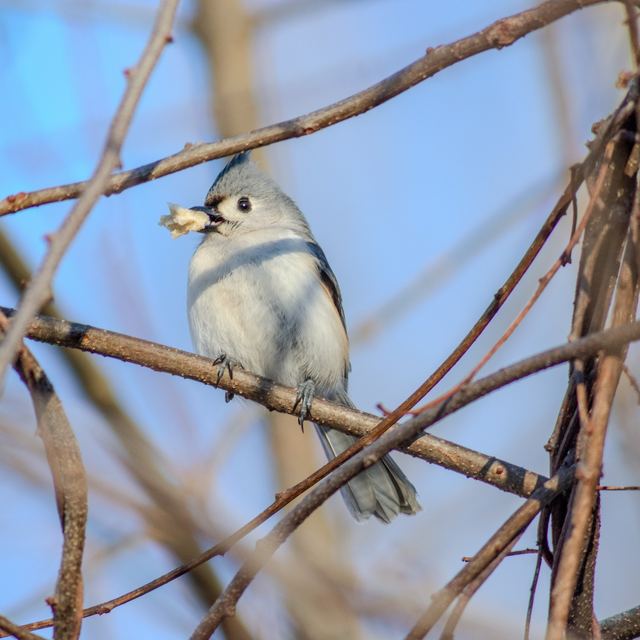 Tufted Titmouse