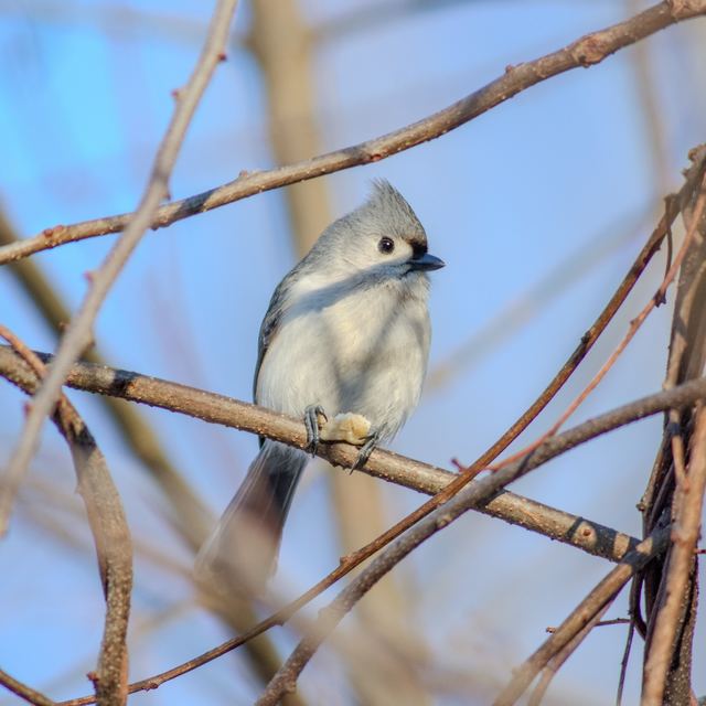 Tufted Titmouse