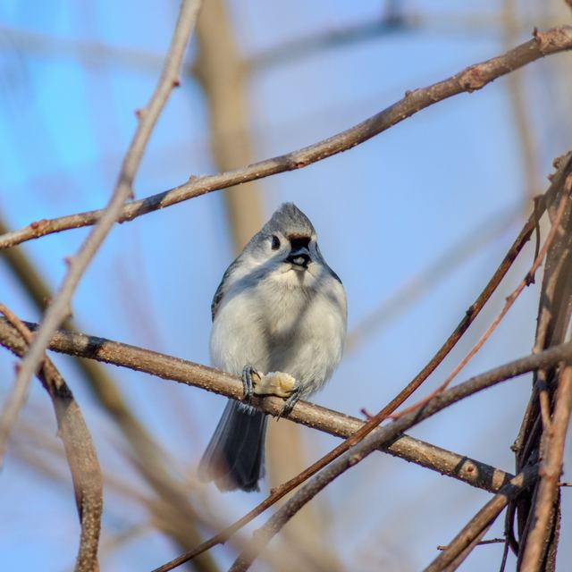 Tufted Titmouse