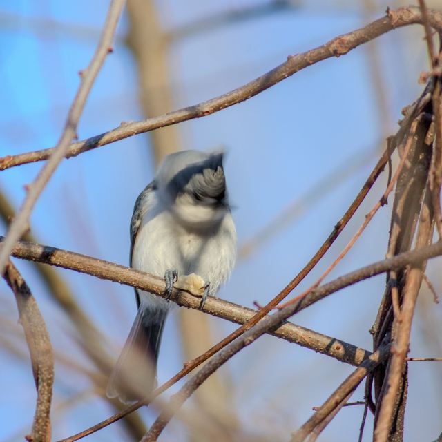 Tufted Titmouse