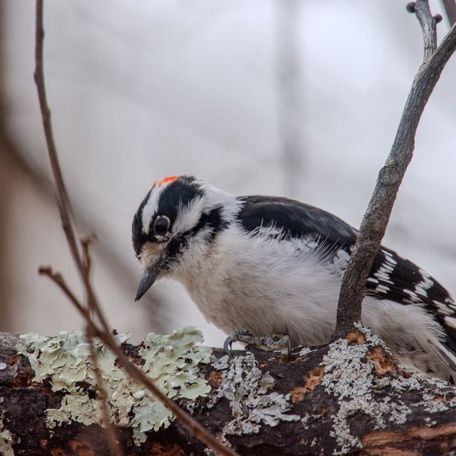 Downy Woodpecker