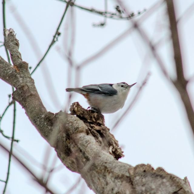White-breasted Nuthatch