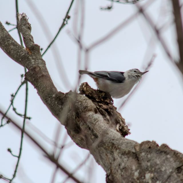 White-breasted Nuthatch
