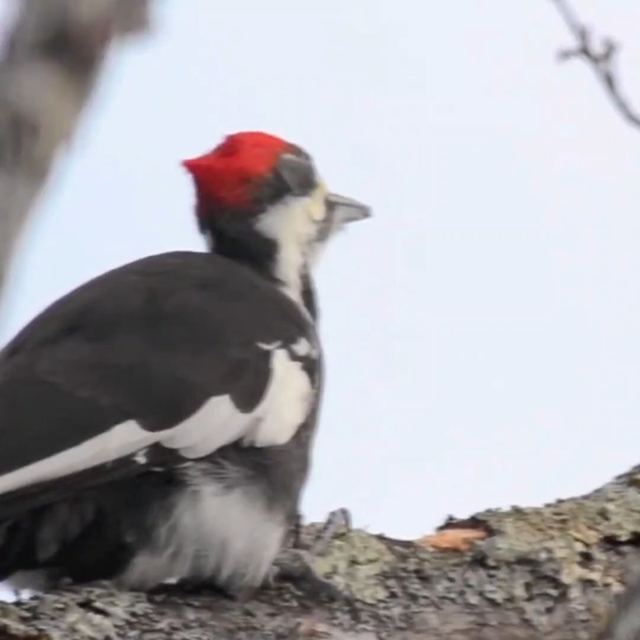 Pileated Woodpecker