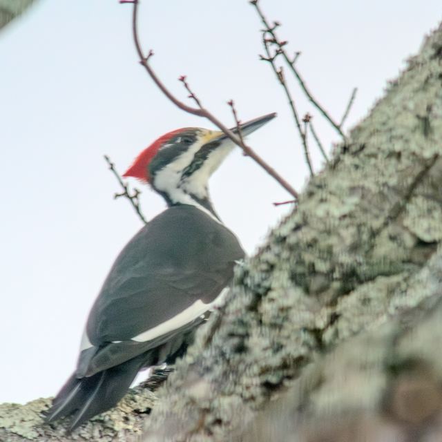 Pileated Woodpecker