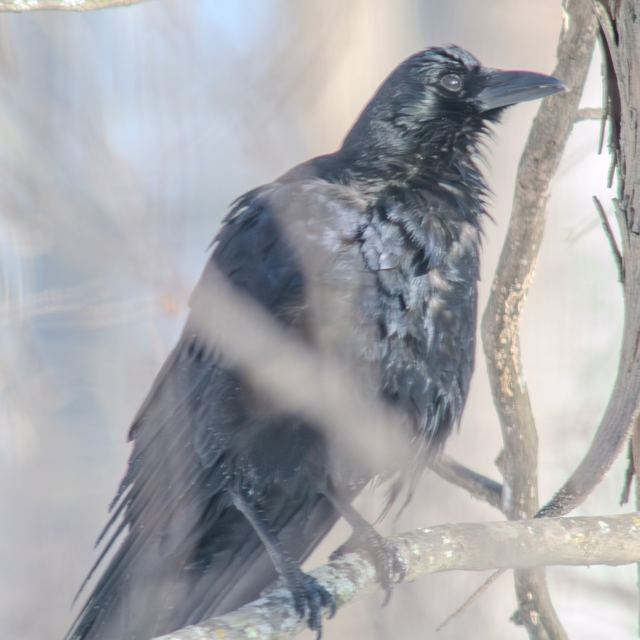 American Crow