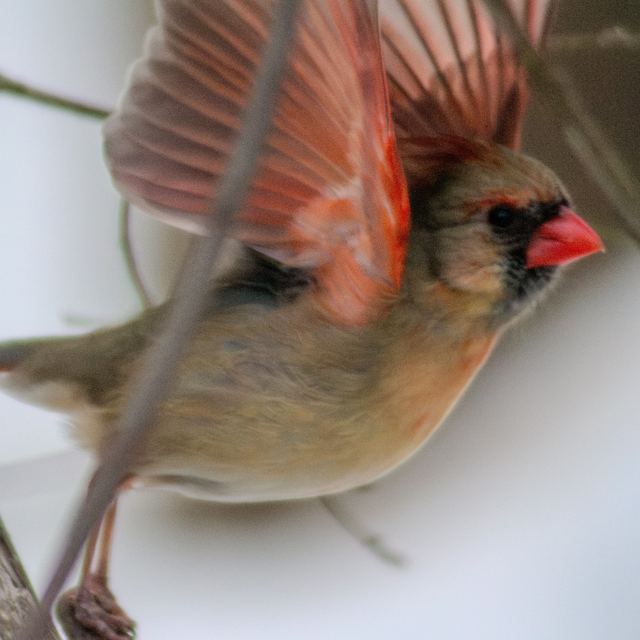 Northern Cardinal
