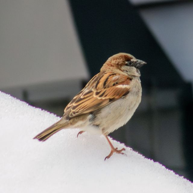 House Sparrow