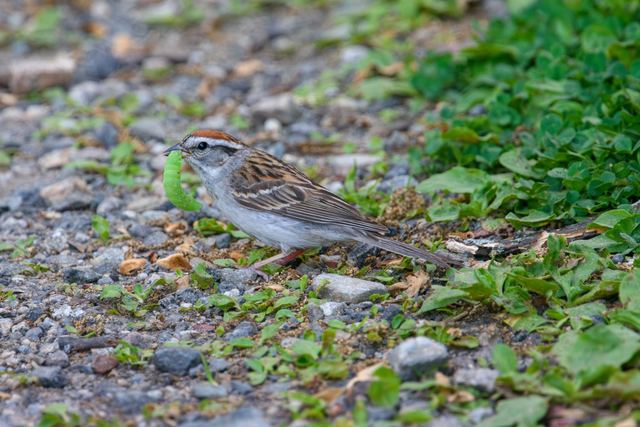 Chipping Sparrow