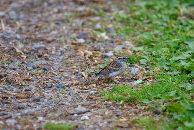 Chipping Sparrow