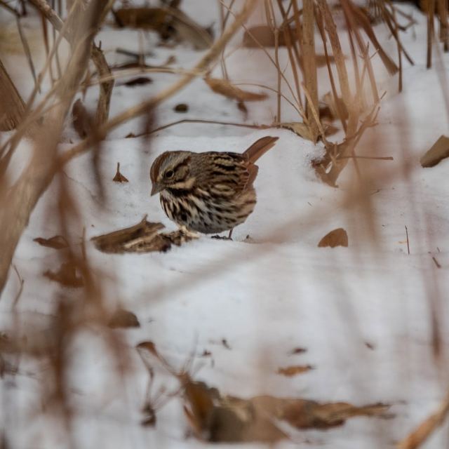 Song Sparrow