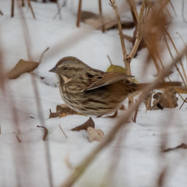 Song Sparrow