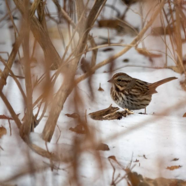 Song Sparrow