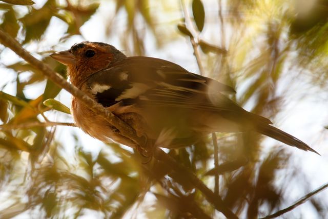 Common Chaffinch