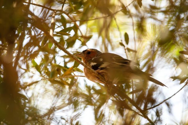 Common Chaffinch